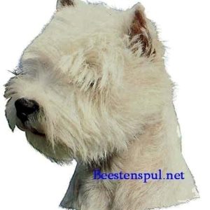 Sticker – Westie – 2